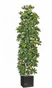 Schefflera artificiel Colonne H 195 cm D 70 cm 2820 feuilles en pot