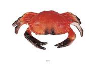 Crabe artificiel en Plastique soufflé L 200x130 mm