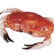 Tourteau crabe artificiel en Plastique soufflé L 320x220 mm